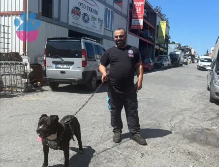 Pitbull Erkek Kızgınlıkta Eş Arıyoruz