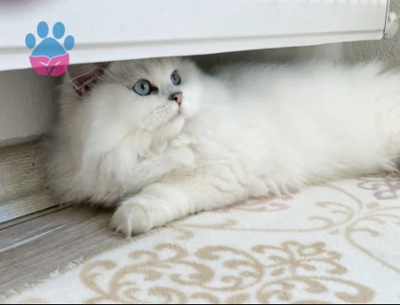 Şecereli ve Safkan British Longhair Safkan Oğlumuza Eş Arıyorum - 118984767