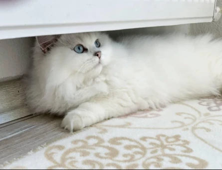 Şecereli ve Safkan British Longhair Safkan Oğlumuza Eş Arıyorum - 118984767
