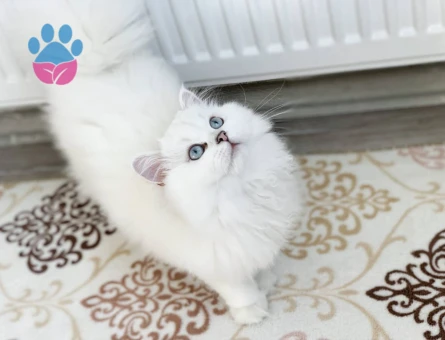 Şecereli ve Safkan British Longhair Safkan Oğlumuza Eş Arıyorum