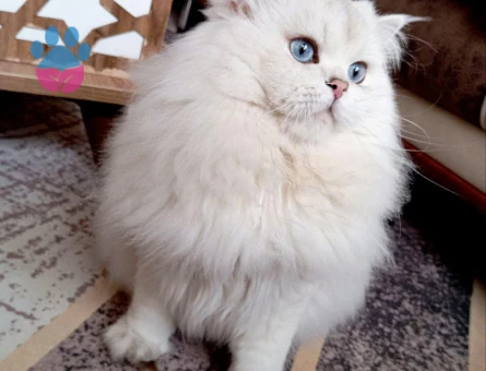 Şecereli ve Safkan British Longhair Safkan Oğlumuza Eş Arıyorum