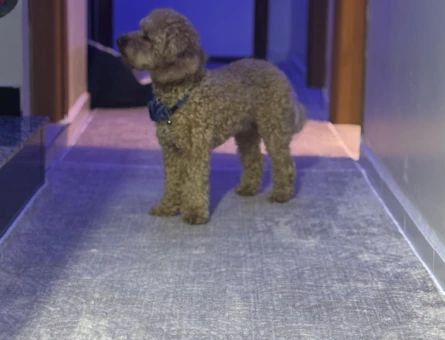 Toy Poodle 1,5 Yaşında Eş Arıyor - 118984768