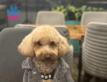 Toy Poodle 1,5 Yaşında Eş Arıyor