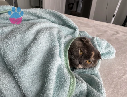 Scottish fold 1 yaşında