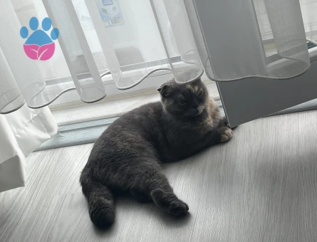 Scottish fold 1 yaşında