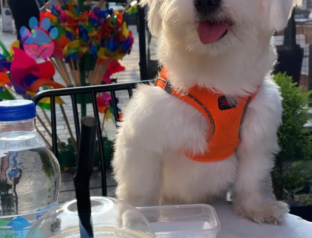 1 numara Maltese terrier kızıma eş arıyorum