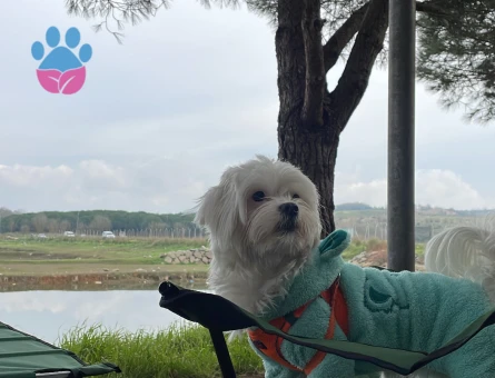 1 numara Maltese terrier kızıma eş arıyorum