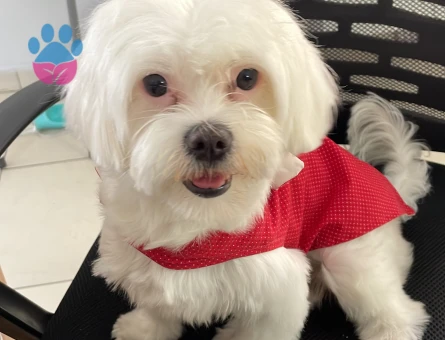1 numara Maltese terrier kızıma eş arıyorum