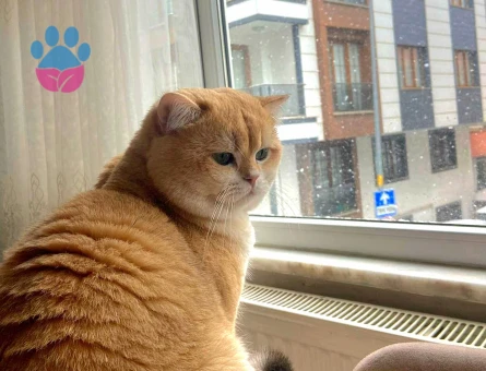 SAFKAN ŞECERELİ GOLDEN Ny12 ERKEK KEDİMİZE EŞ ARIYORUZ