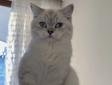 British shorthair kedimize eş arıyoruz - 118984775