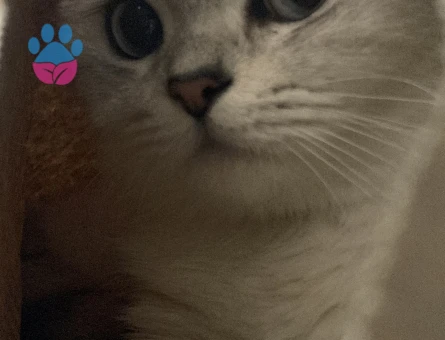 British shorthair kedimize eş arıyoruz