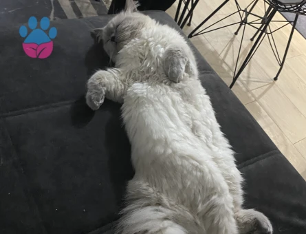 British shorthair eş arıyor