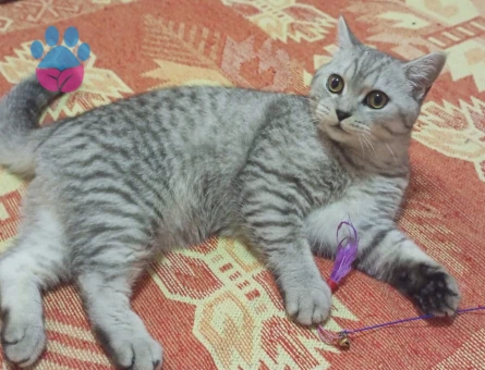British Shorthair Erkek Kedime Eş Arıyorum