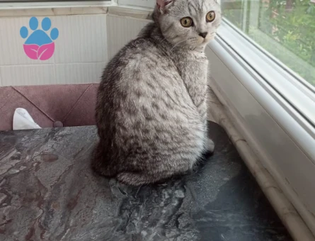 British Shorthair Erkek Kedime Eş Arıyorum