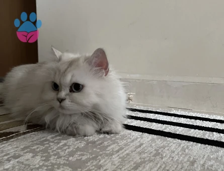 Dişi kızımız British Longhair Silver