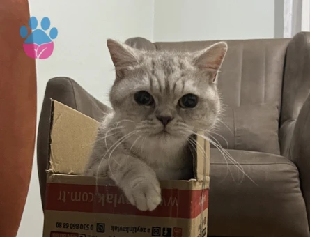 Arnavutköy/Ömerli/Kiptaş konutlarında