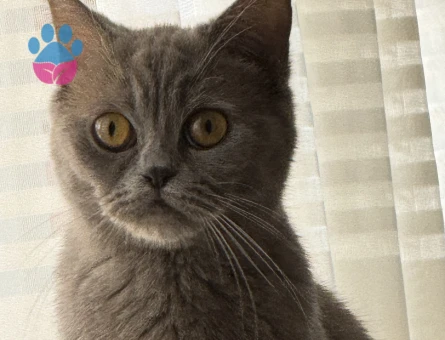 British Shorthair Simba’ya eş arıyoruz