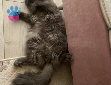 British Longhair erkek kedimize eş arıyoruz