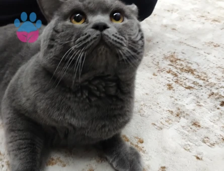 British Shorthair 3 Yaşında Kedim Eş Arıyor