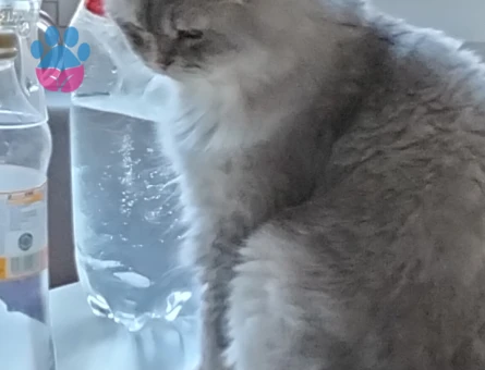 Scottish Fold 1,5 Yaşında Eş Arıyor