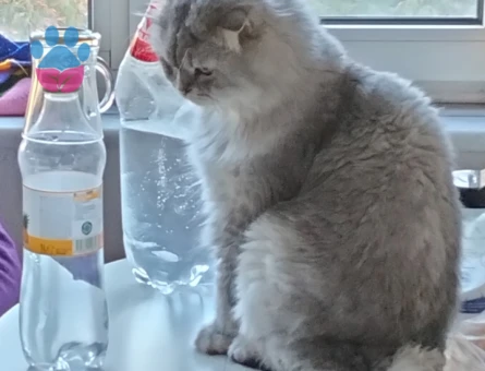 Scottish Fold 1,5 Yaşında Eş Arıyor