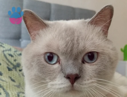 British Shorthair 4 Yaşında Kedim Eş Arıyor