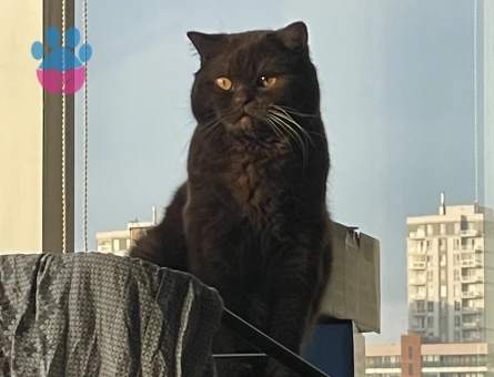 4 yaşında Chocolate British Shorthair