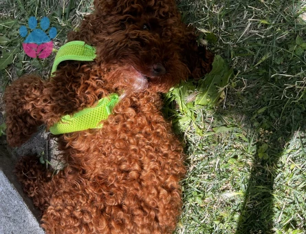 Toy poodle Köpeğime Eş Arıyorum