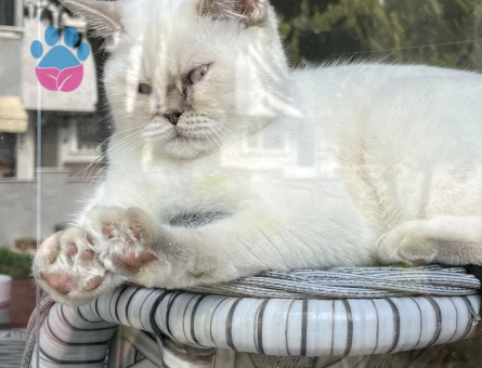 British Shorthair Mia Kızıma Eş Arıyorum