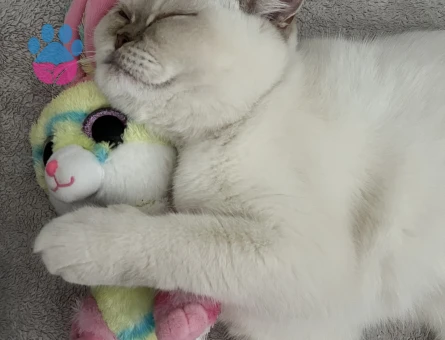 British Shorthair Mia Kızıma Eş Arıyorum