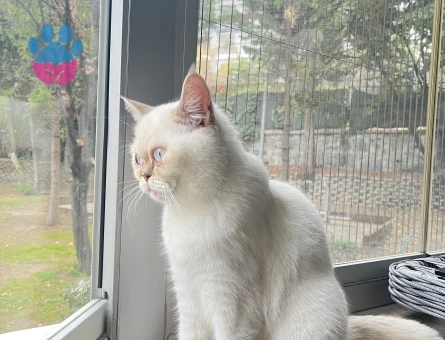 British Shorthair Mia Kızıma Eş Arıyorum