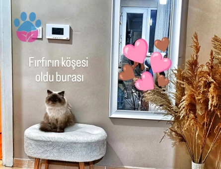 Kızımız fırfır için eş arıyoruz