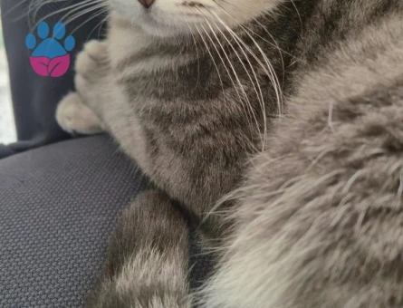 Scottish Straight Kedime Eş Arıyorum