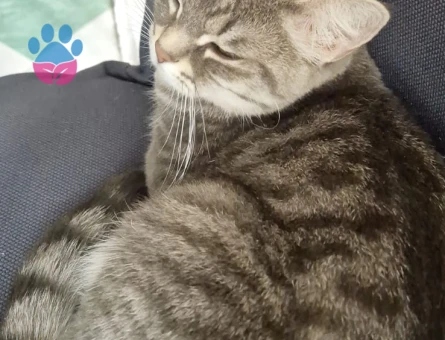 Scottish Straight Kedime Eş Arıyorum