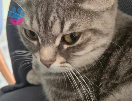 Scottish Straight Kedime Eş Arıyorum