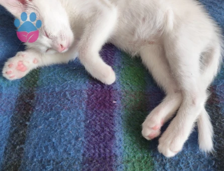 Ankara Kedisi Dişi Kızgınlıkta Eş Arıyorum