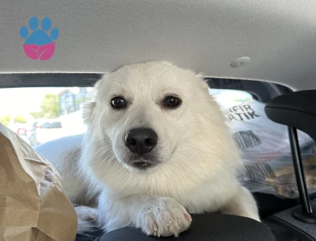 Japon spitz erkeğime dişi eş aranıyor