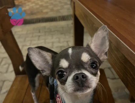 ERKEK CHIHUAHUA 2 KG ELMA KAFA