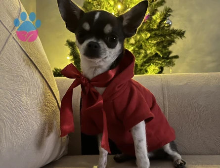 ERKEK CHIHUAHUA 2 KG ELMA KAFA