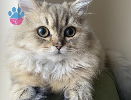 10 Aylık Erkek British Golden Longhair kedim kızgınlıkta acil eş arıyorum