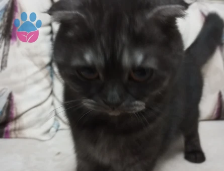 Scottish Fold Kızımıza Eş Arıyoruz
