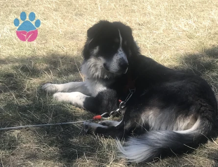 Antalya’da uygun bir dişi arıyoruz