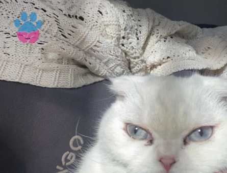 Kedim mişaya eş arıyoruz