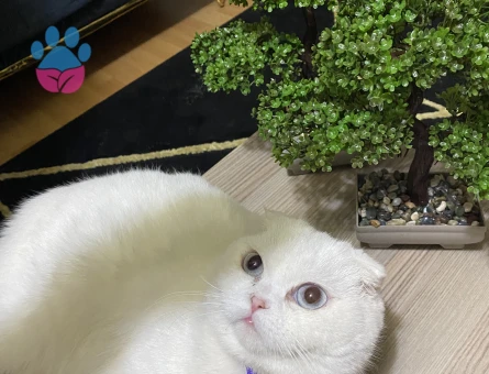 Kedim mişaya eş arıyoruz