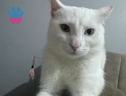 Van kedisi erkek kedime eş arıyorum