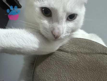 Van kedisi erkek kedime eş arıyorum