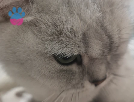 British Shorthair Kızımıza Eş Arıyoruz