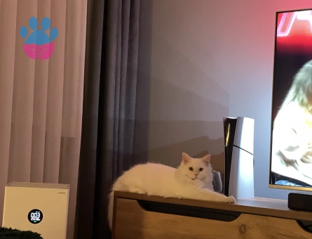 British Longhair Oğlumuza Eş Arıyoruz