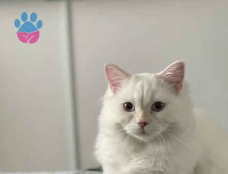 British Longhair Oğlumuza Eş Arıyoruz