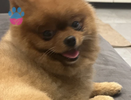 Yakışıklı oğluma eş arıyorum